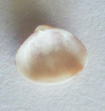 Timoclea ovata?